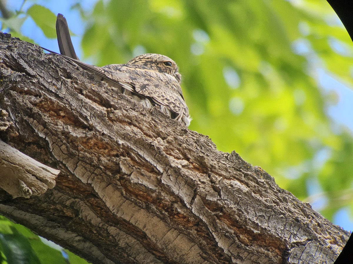 Common Nighthawk - ML619976477