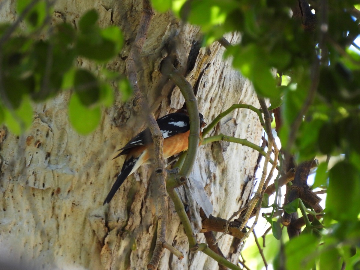 Black-headed Grosbeak - ML619976498