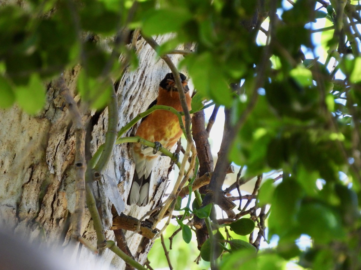 Black-headed Grosbeak - ML619976499