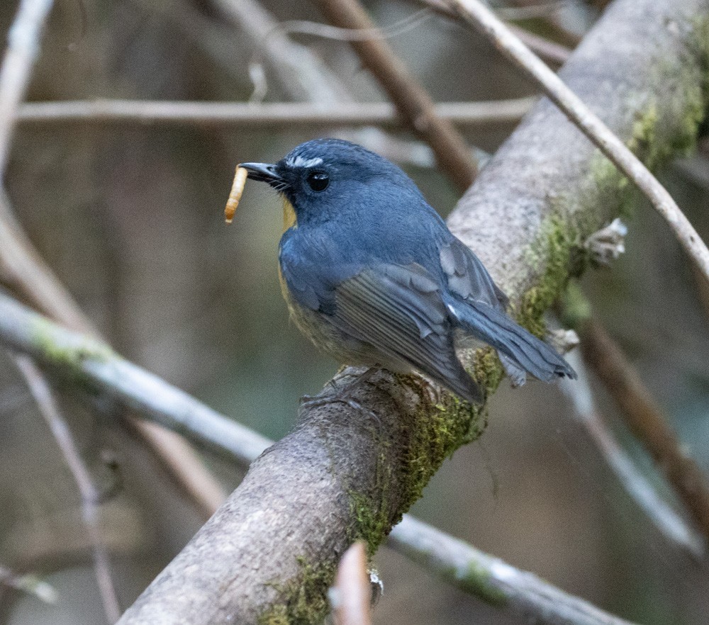 Snowy-browed Flycatcher - Lindy Fung