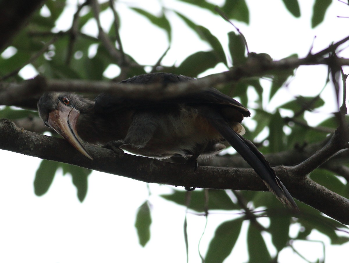 Malabar Gray Hornbill - ML619976528