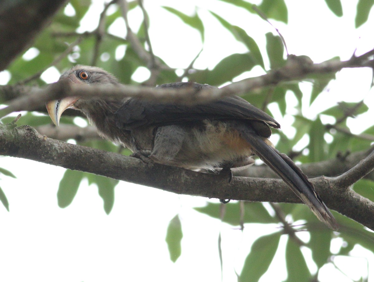 Malabar Gray Hornbill - ML619976529