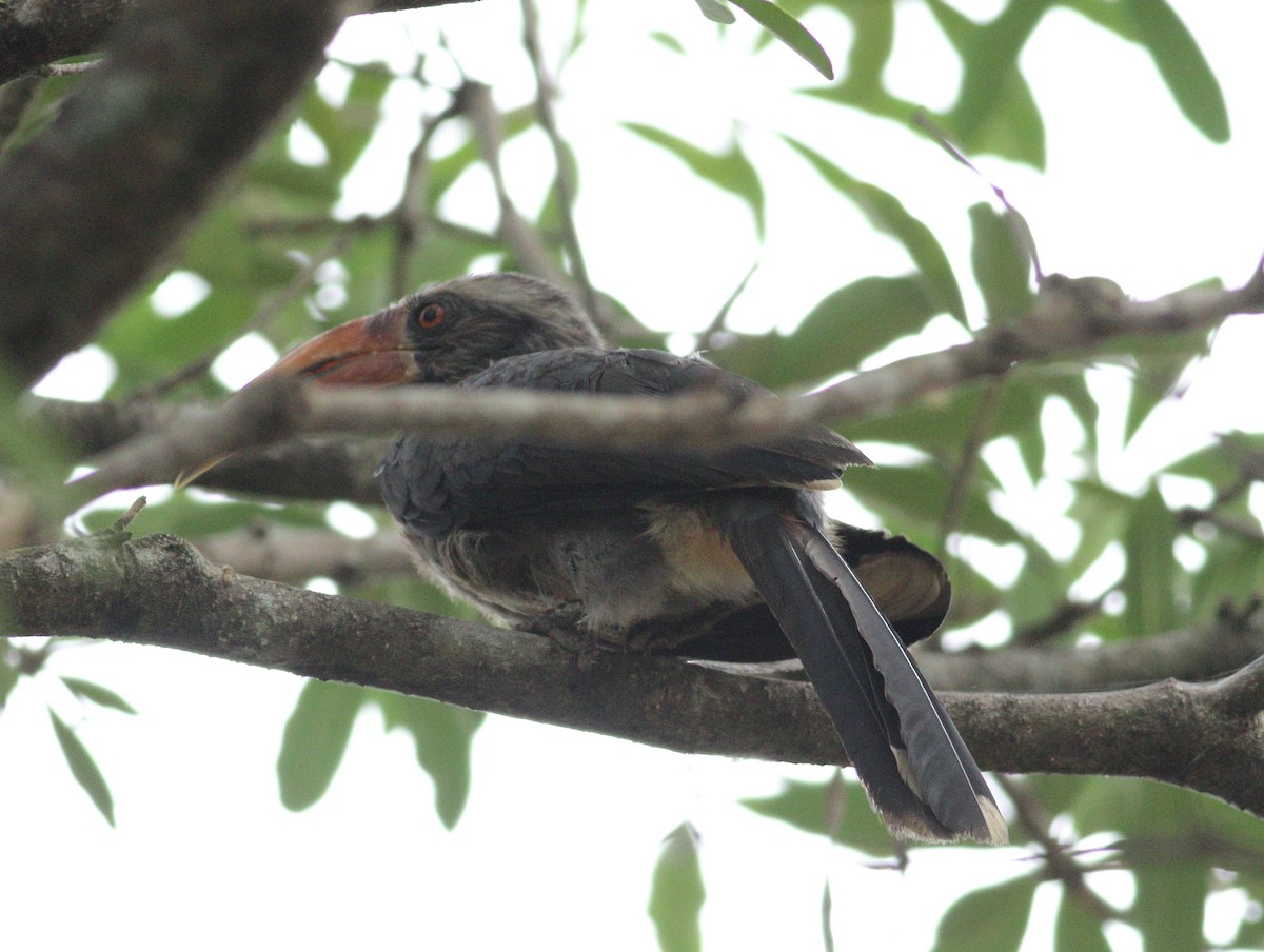 Malabar Gray Hornbill - ML619976530