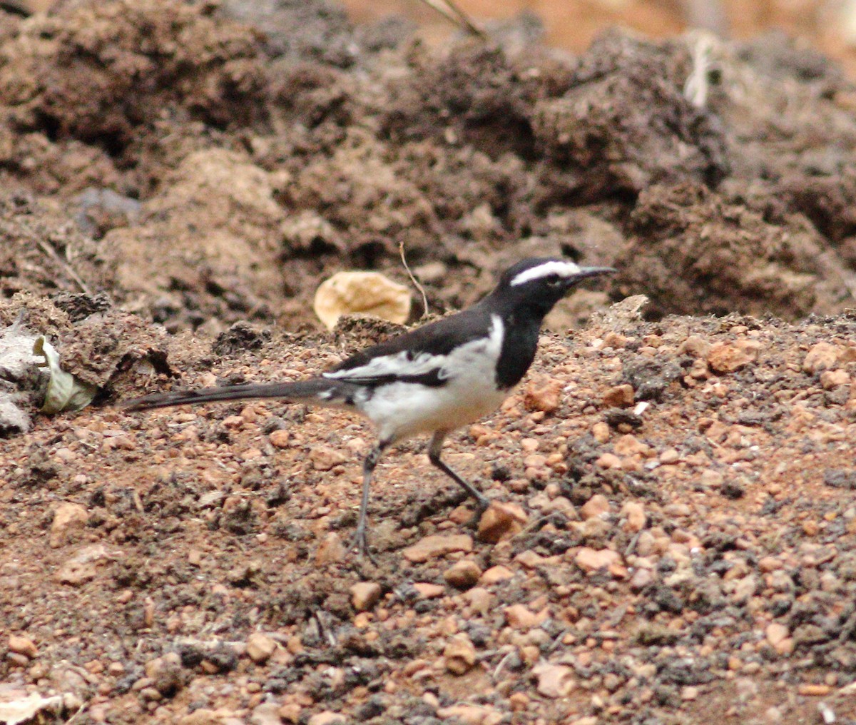 White-browed Wagtail - ML619976533