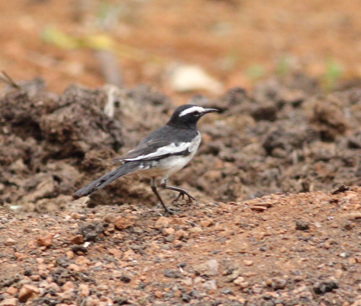 White-browed Wagtail - ML619976538