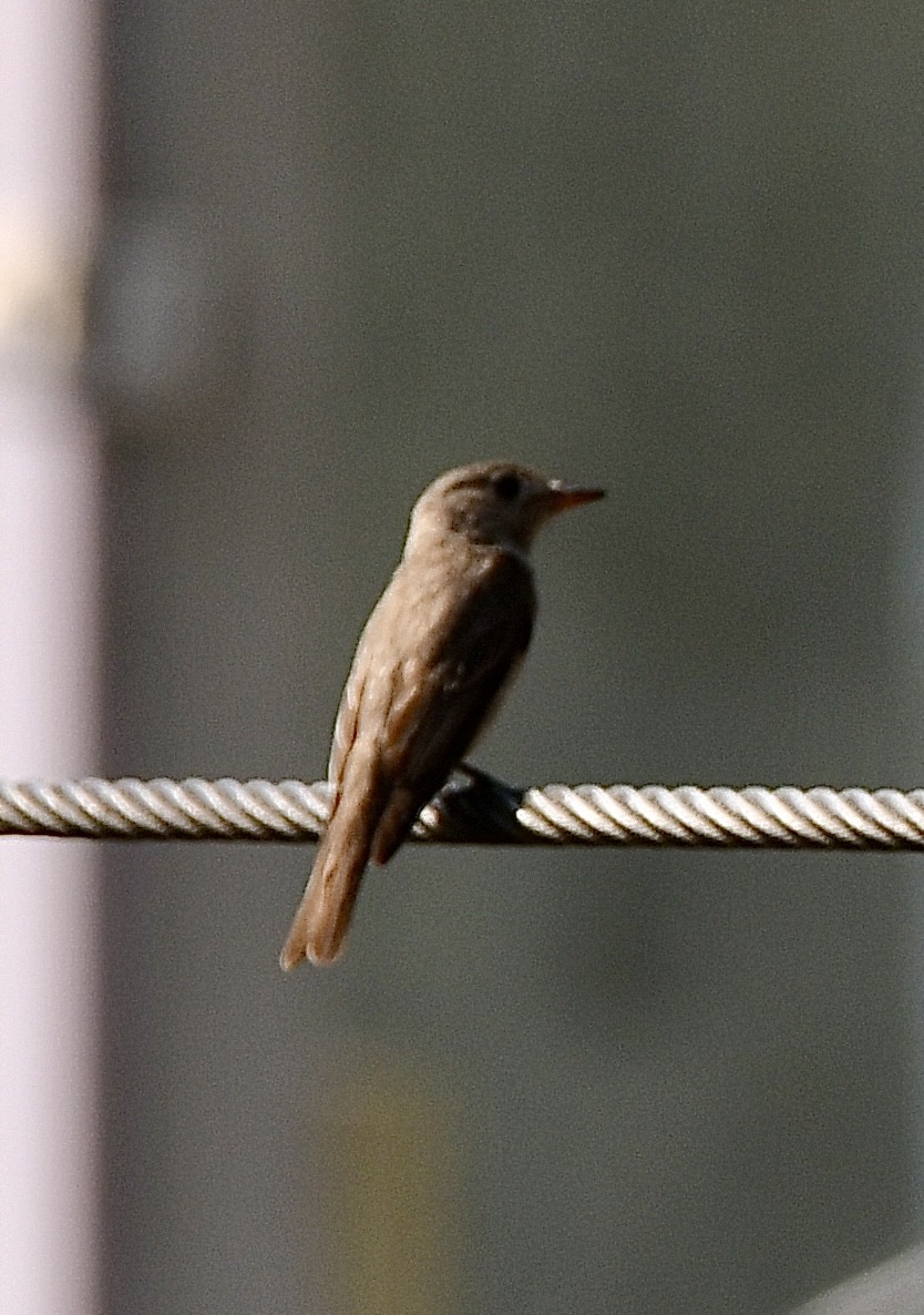 Asian Brown Flycatcher - Ravikant Verma