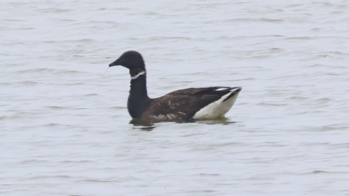 Brant - ML619976558