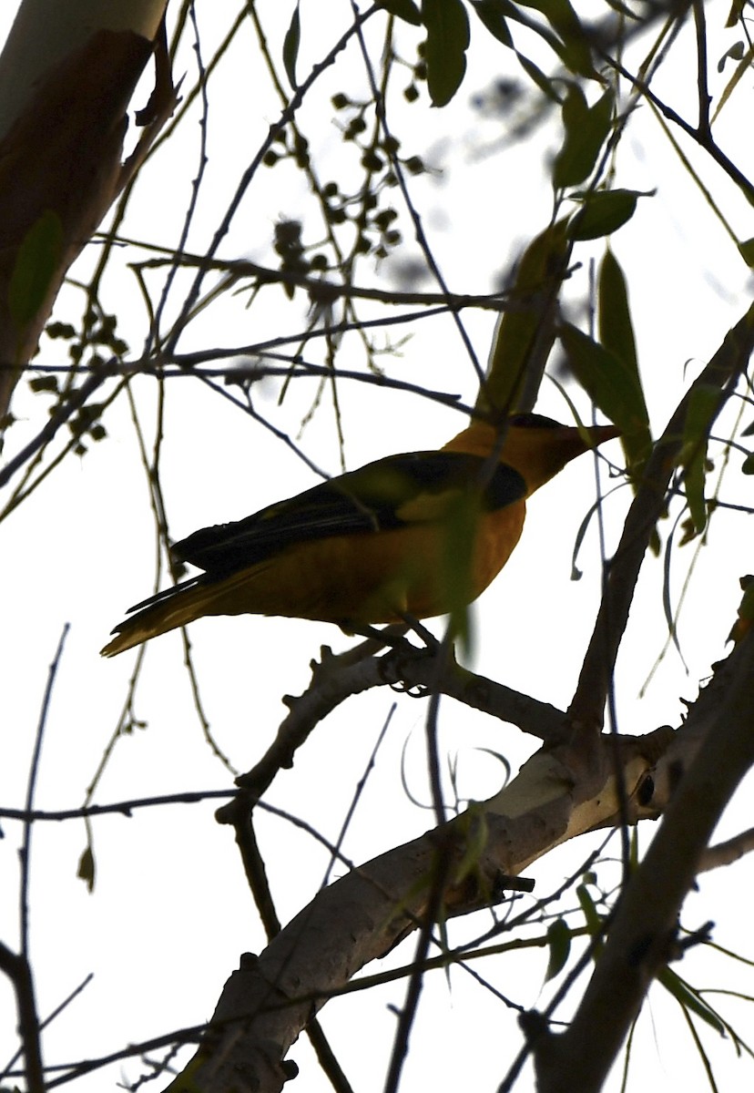 Indian Golden Oriole - ML619976561