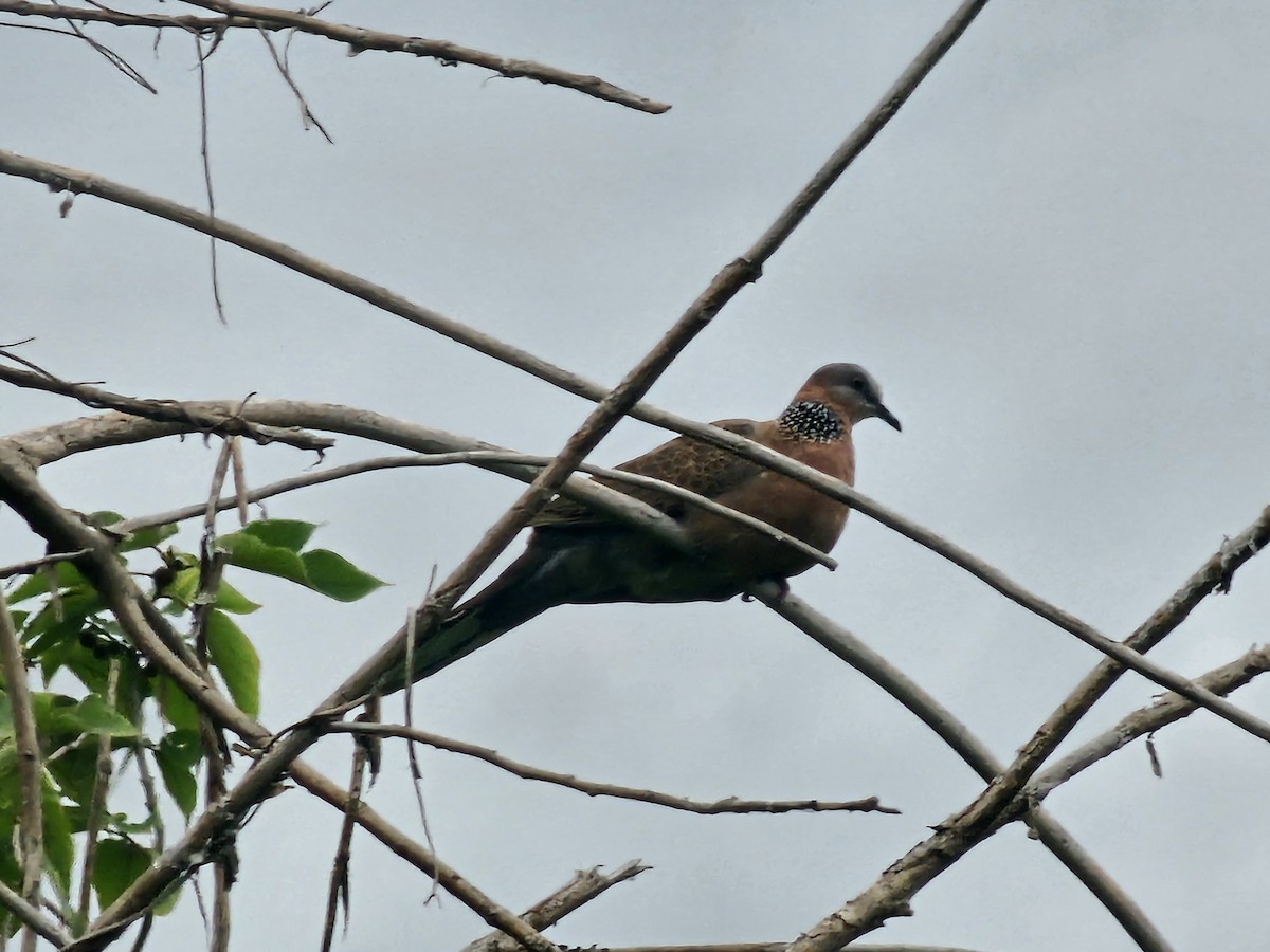 Spotted Dove - ML619976602