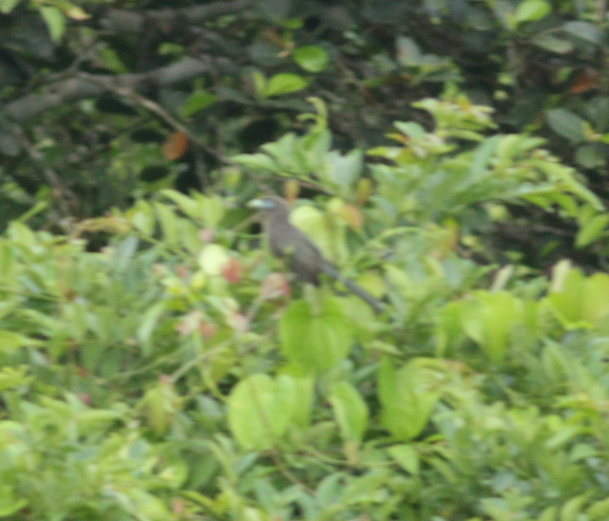 Blue-faced Malkoha - ML619976616