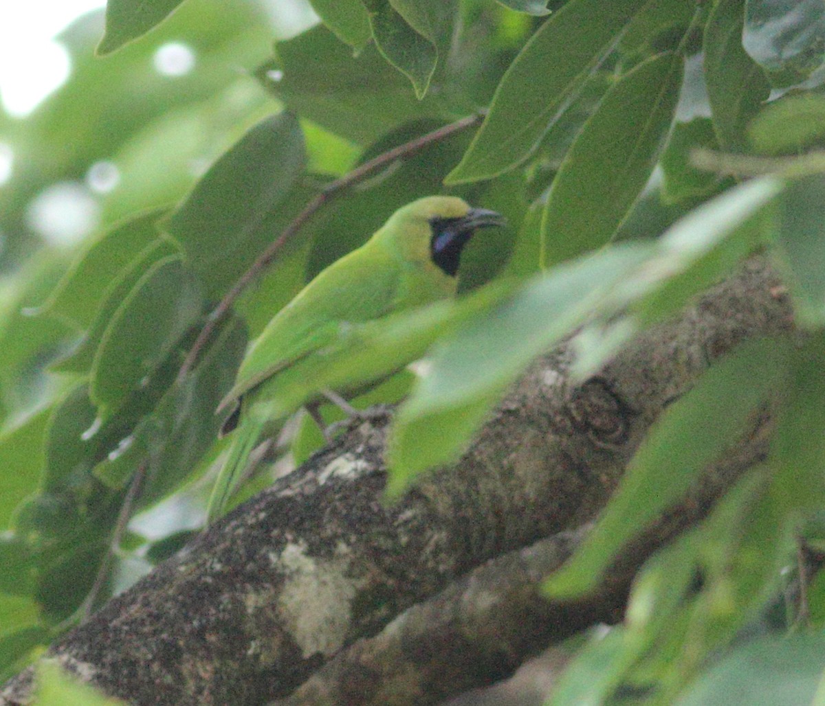 Jerdon's Leafbird - ML619976622