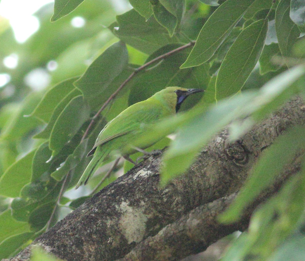 Jerdon's Leafbird - ML619976628