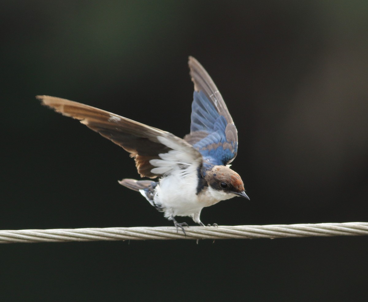Wire-tailed Swallow - ML619976631