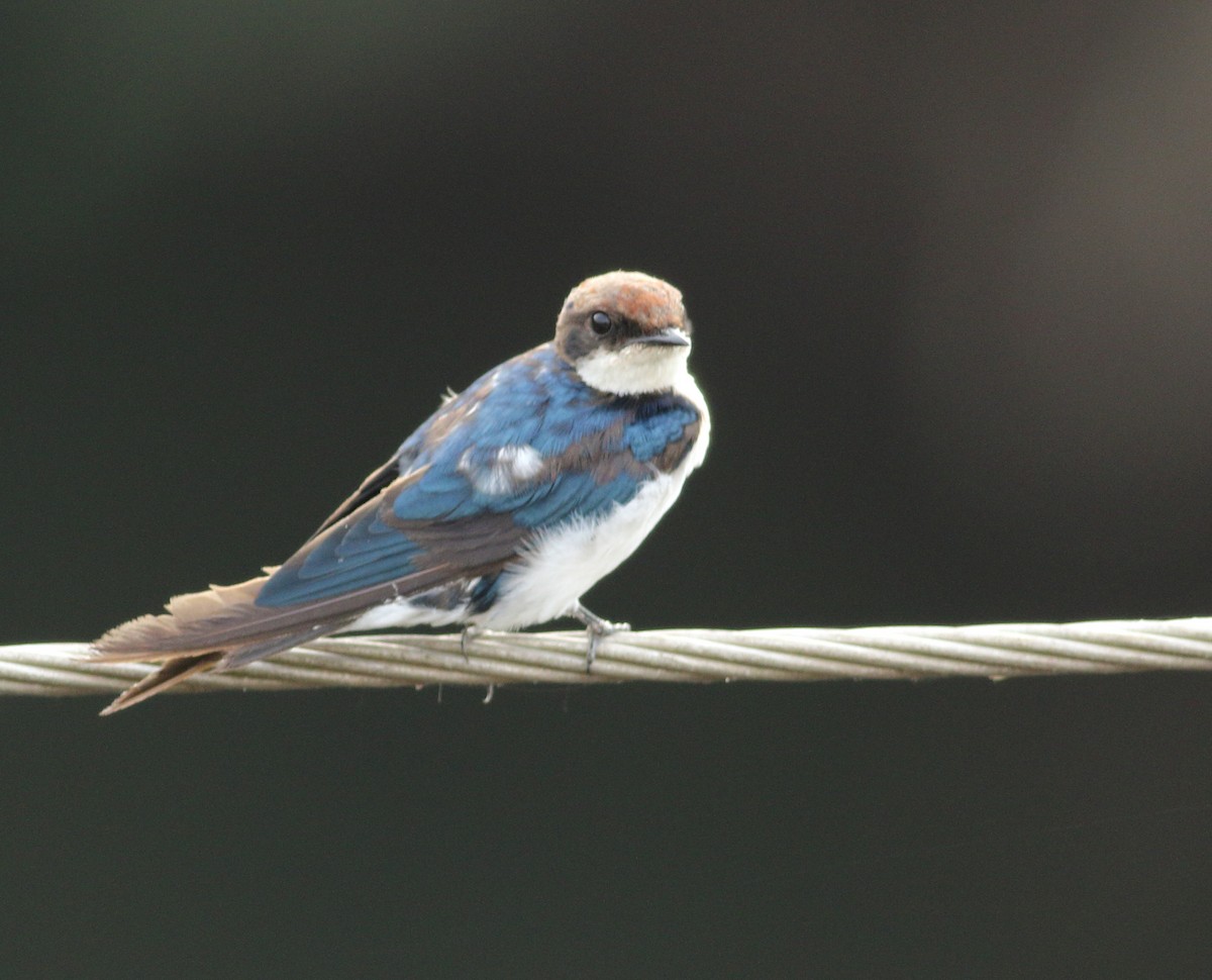 Wire-tailed Swallow - ML619976632