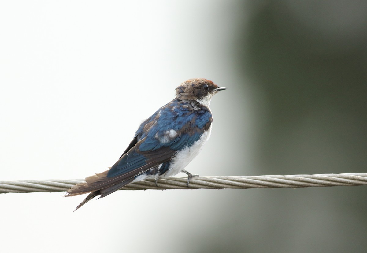 Wire-tailed Swallow - ML619976634