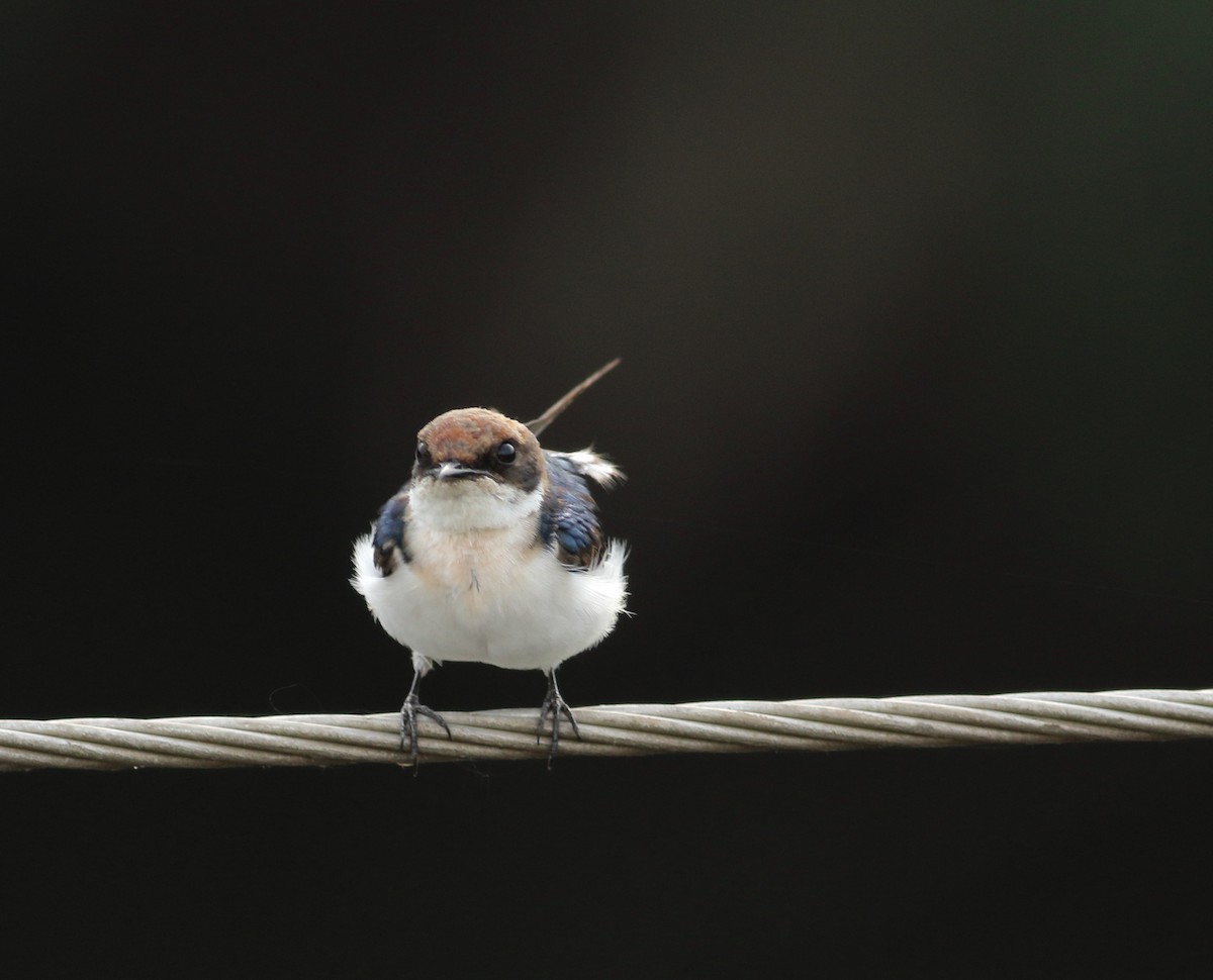 Wire-tailed Swallow - ML619976635