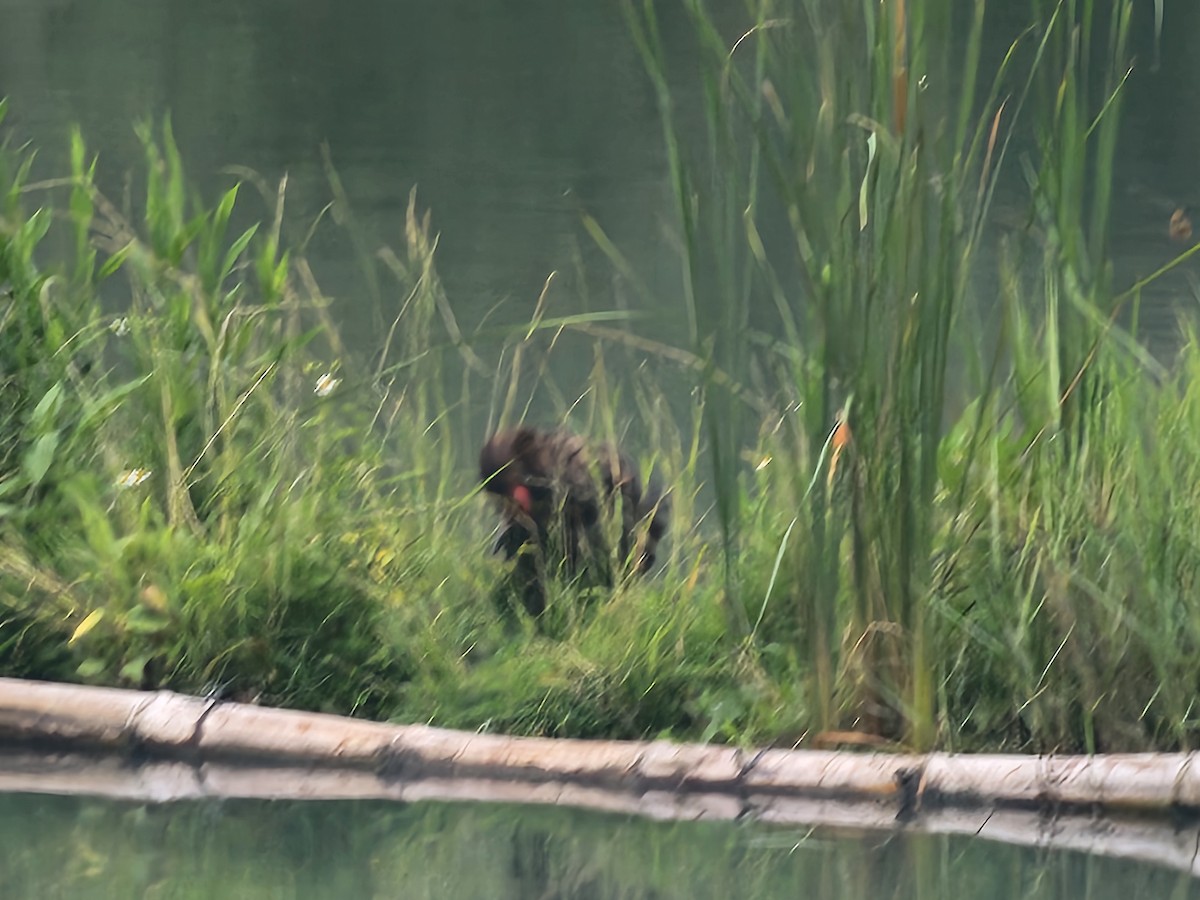 Muscovy Duck (Domestic type) - ML619976645