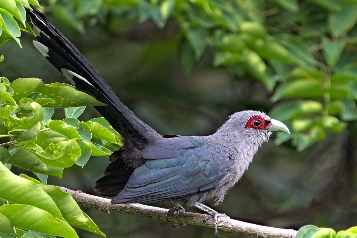 Green-billed Malkoha - ML619976649