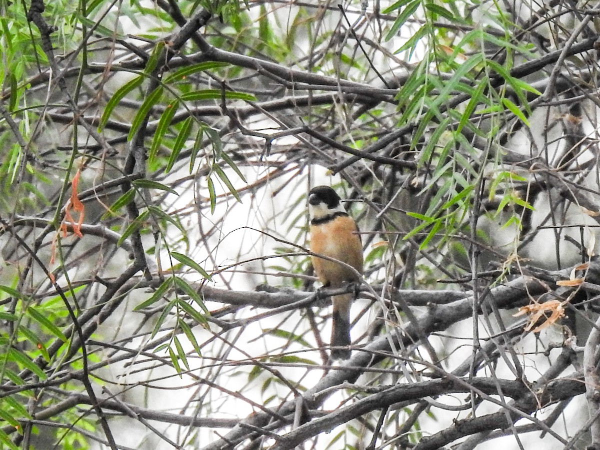 Cinnamon-rumped Seedeater - ML619976669