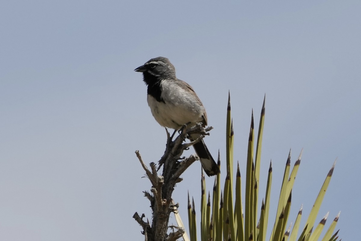 Black-throated Sparrow - Tom Cassaro