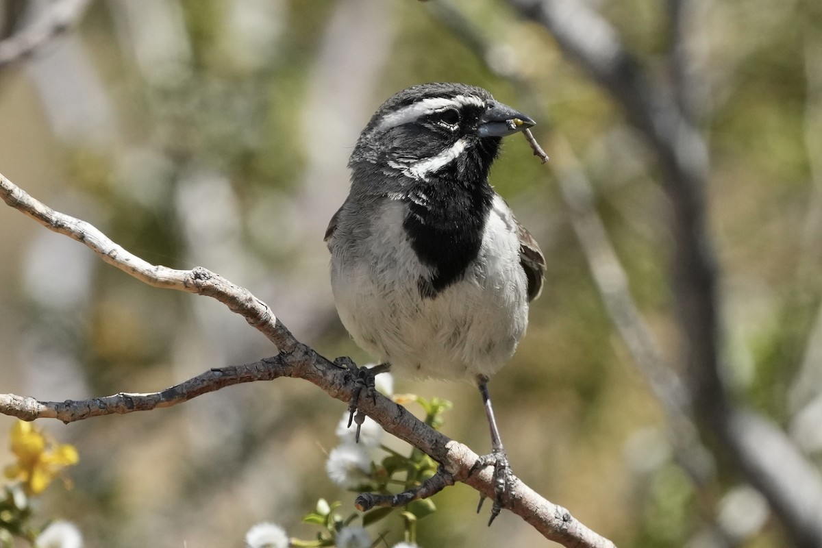 Black-throated Sparrow - ML619976688
