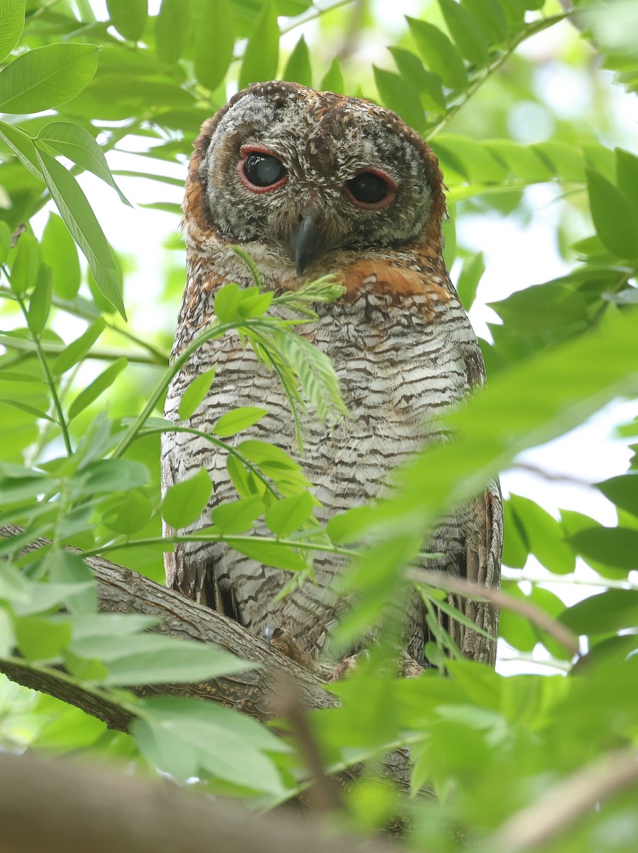 Mottled Wood-Owl - ML619976692