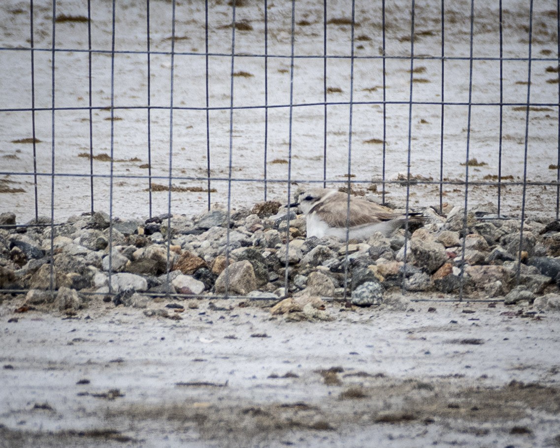 Snowy Plover - ML619976700