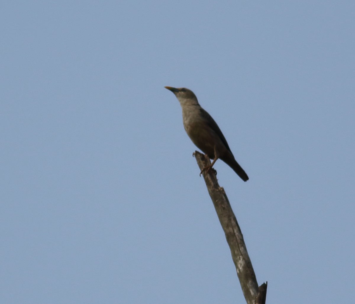 Malabar Starling - Savio Fonseca (www.avocet-peregrine.com)