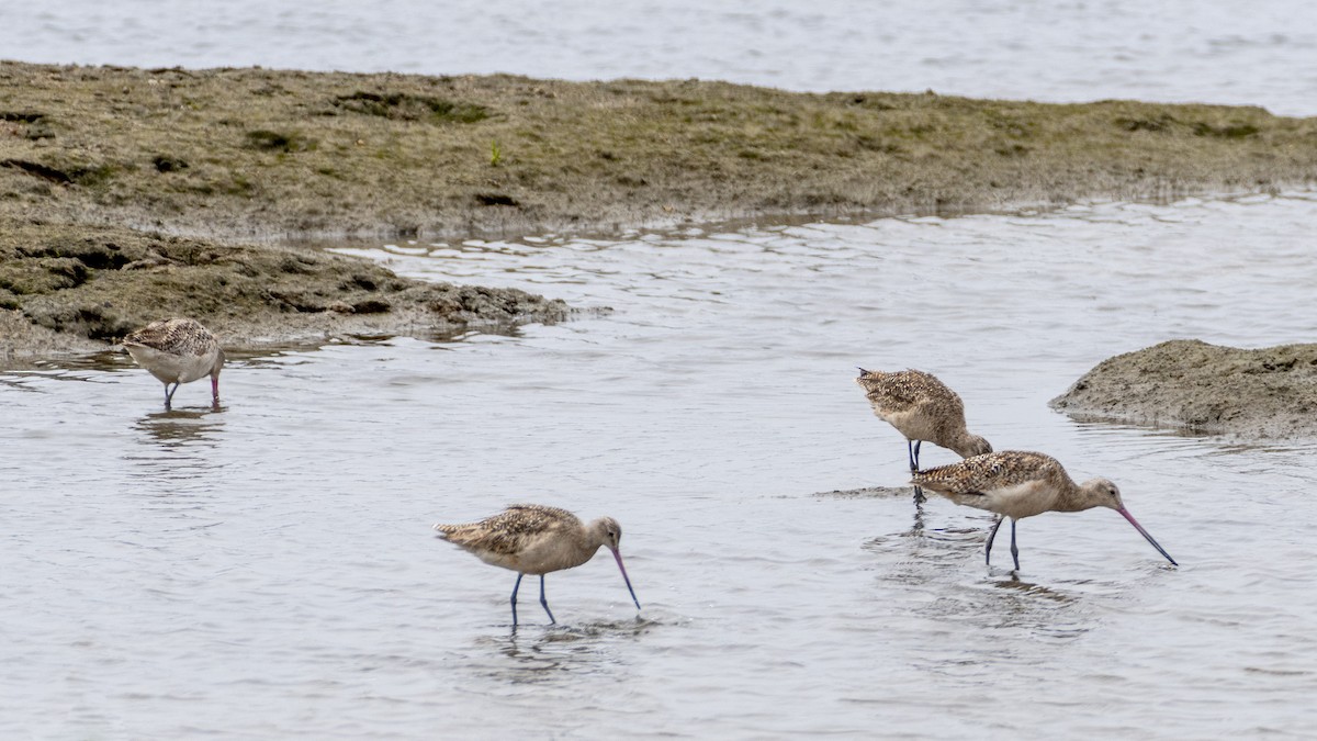 Marbled Godwit - ML619976704