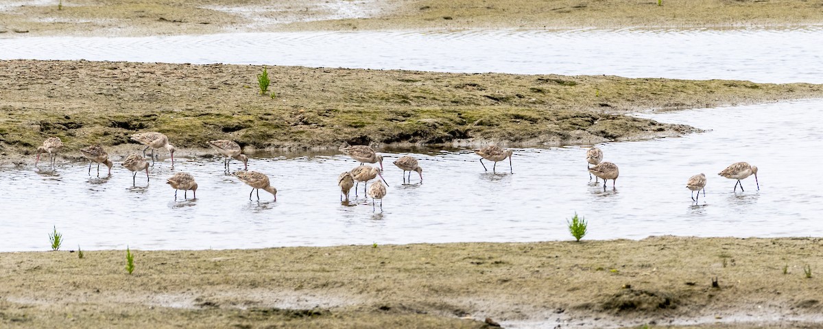 Marbled Godwit - ML619976705