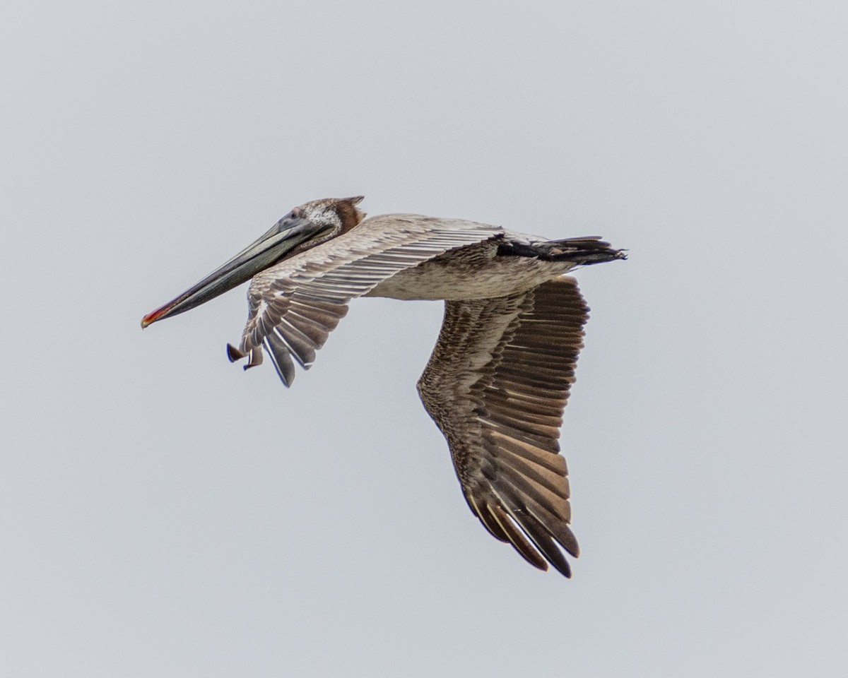 pelikán hnědý - ML619976726