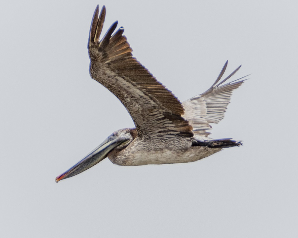pelikán hnědý - ML619976727