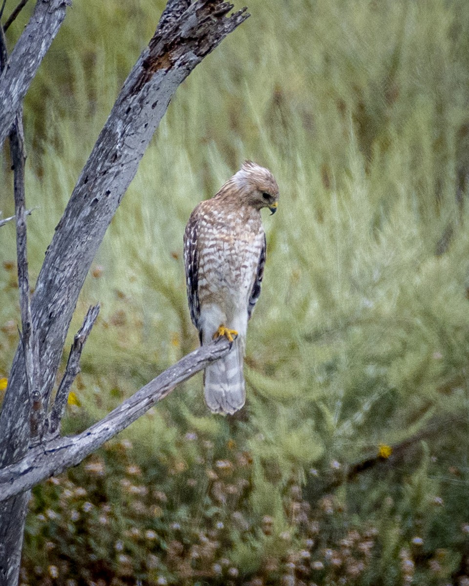 Red-shouldered Hawk - ML619976745