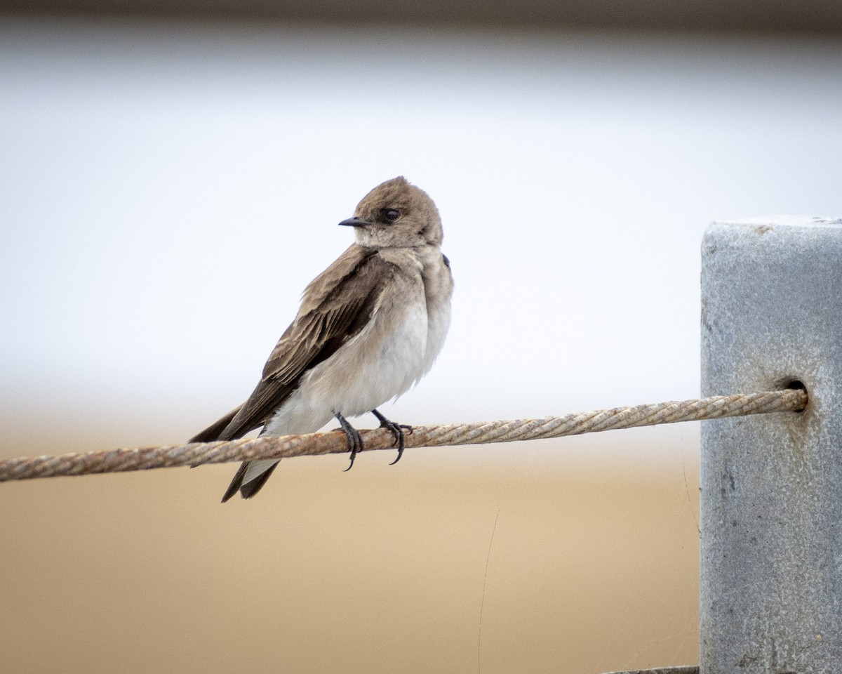 Northern Rough-winged Swallow - ML619976749