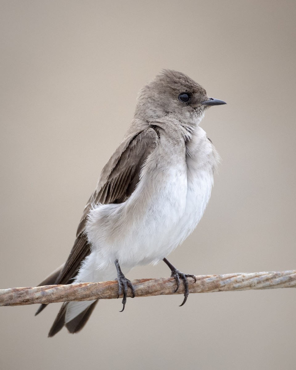 Northern Rough-winged Swallow - ML619976750