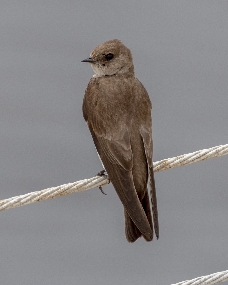 Northern Rough-winged Swallow - ML619976751