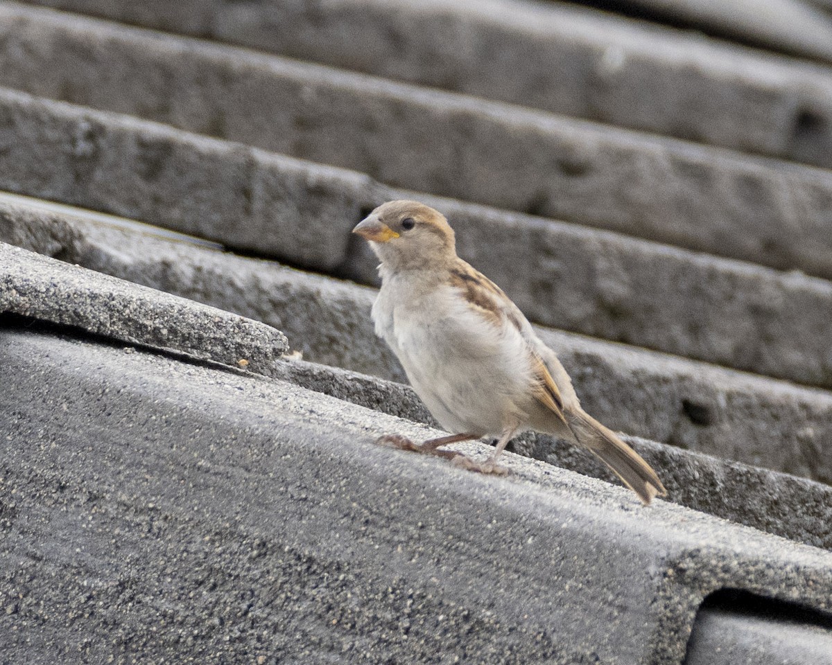 House Sparrow - ML619976762