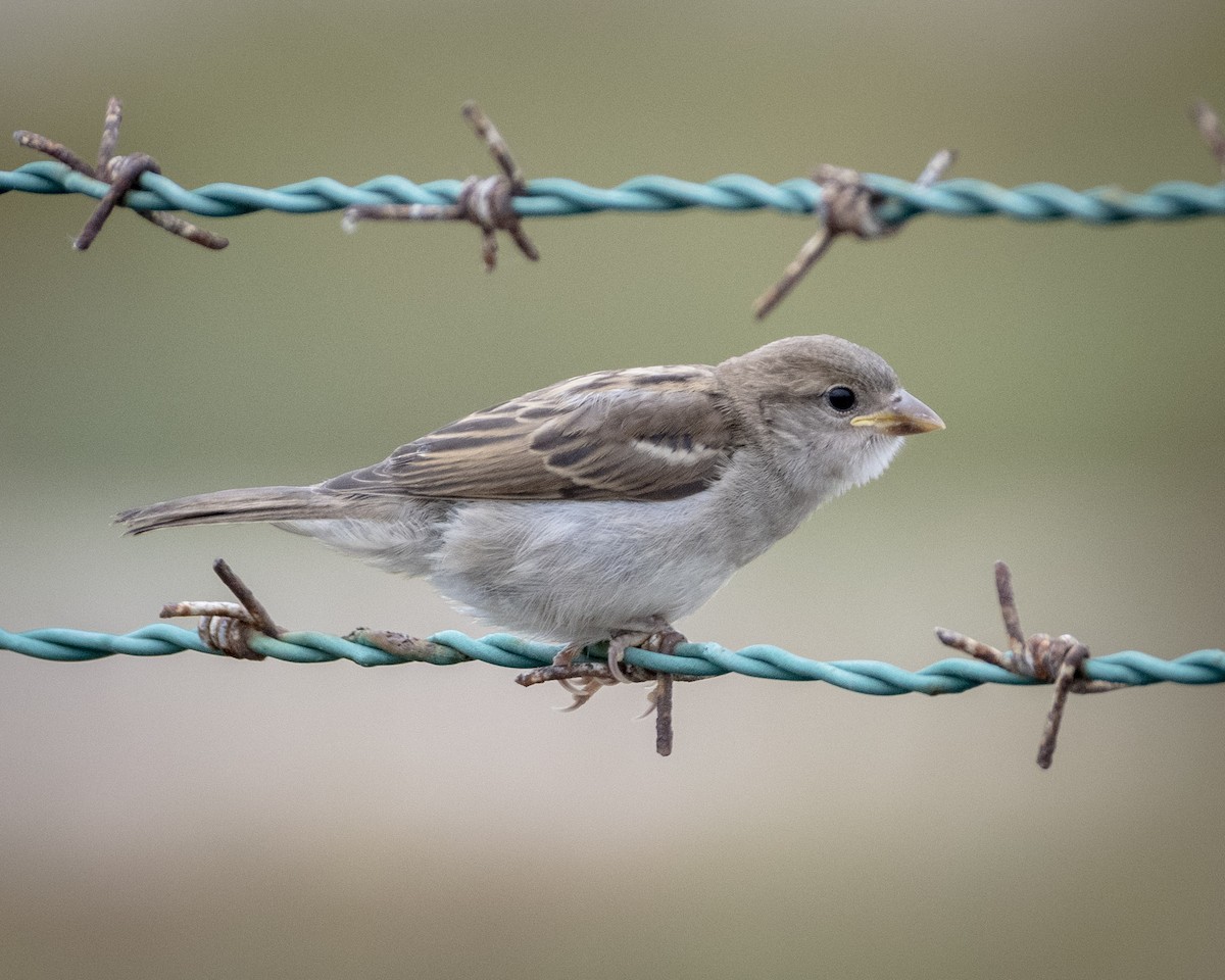 House Sparrow - ML619976764