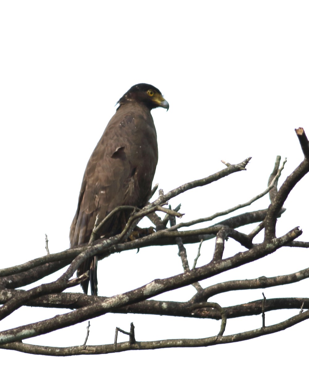 Crested Serpent-Eagle - ML619976769