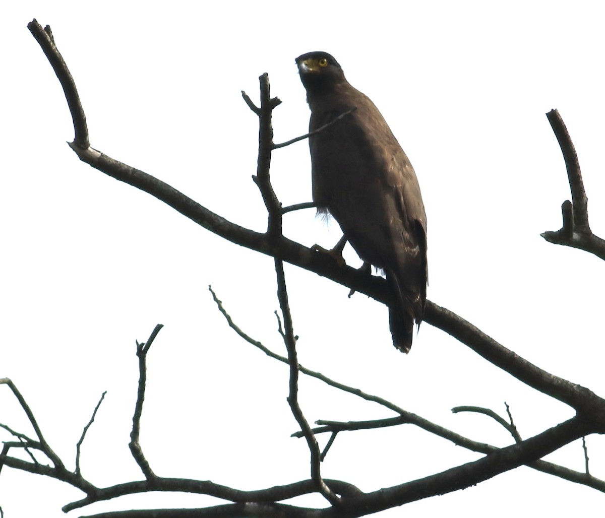 Crested Serpent-Eagle - ML619976770