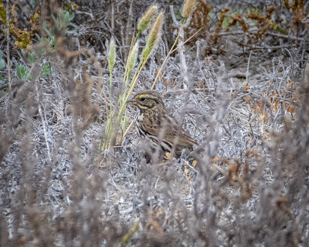 Savannah Sparrow (Belding's) - ML619976782