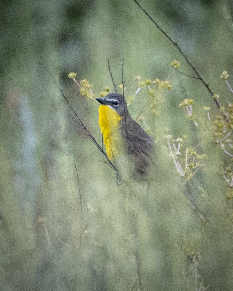 Yellow-breasted Chat - ML619976795