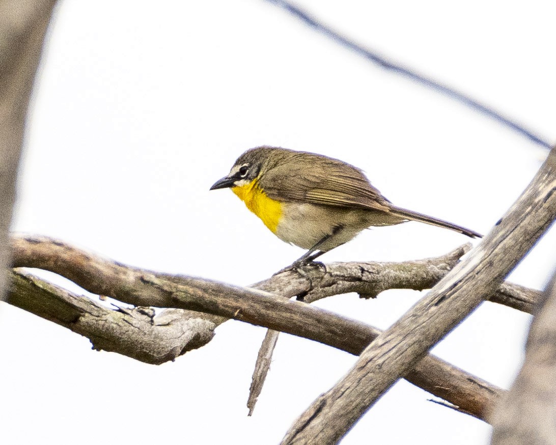 Yellow-breasted Chat - ML619976797