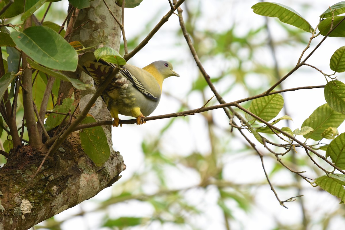 Yellow-footed Green-Pigeon - ML619976798