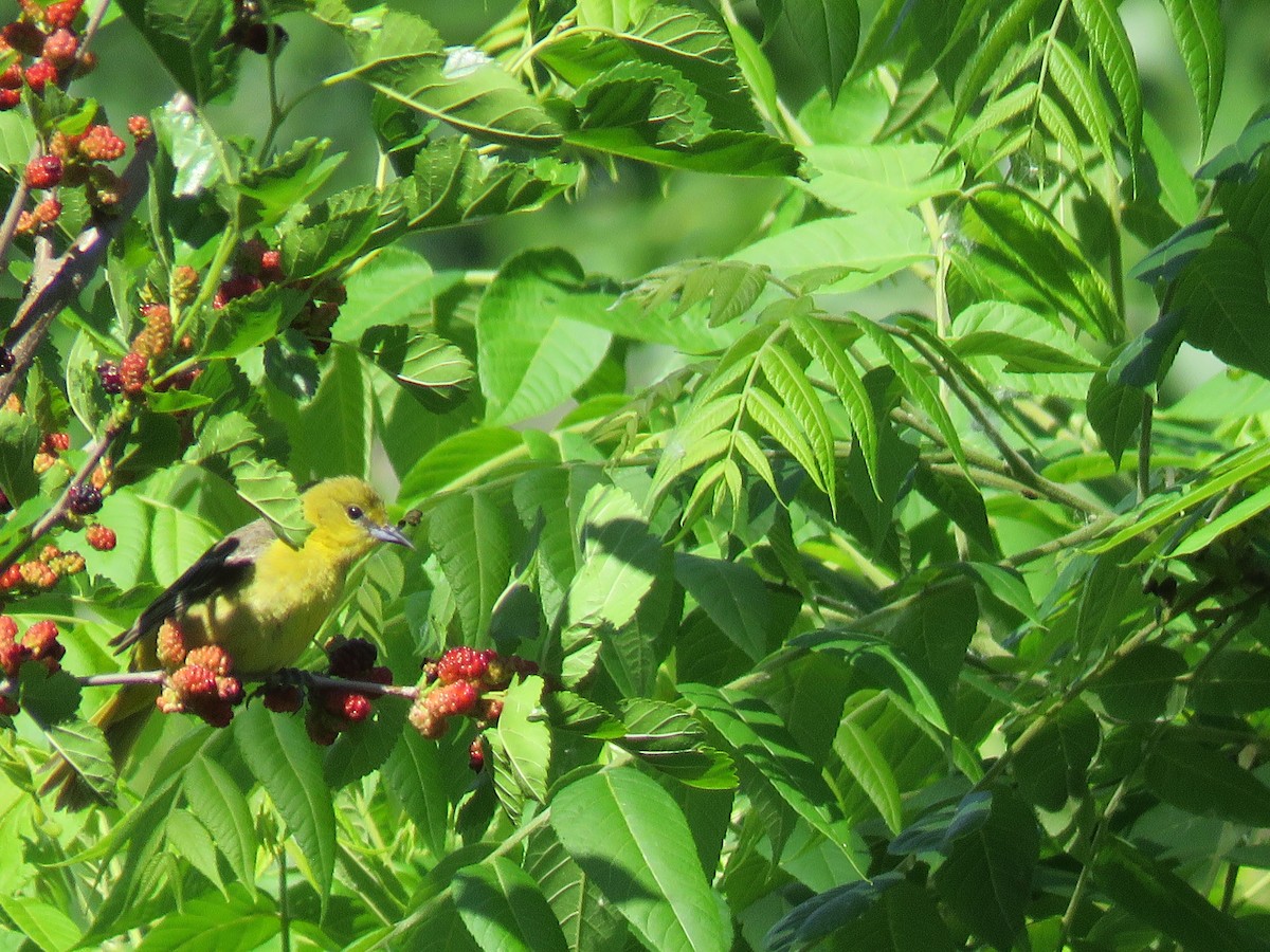 Orchard Oriole - ML619976803