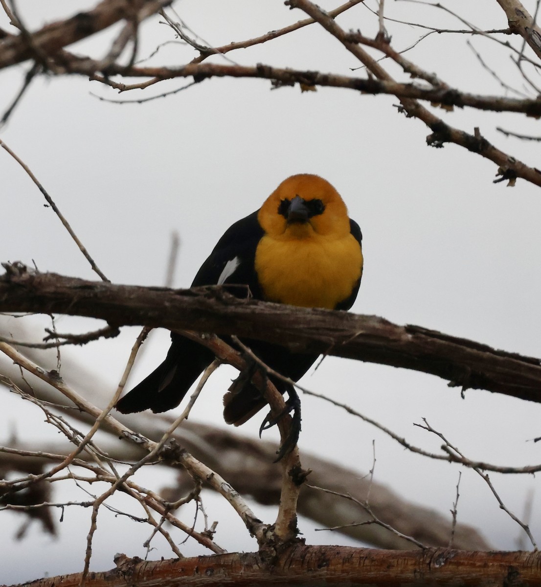 Yellow-headed Blackbird - ML619976815