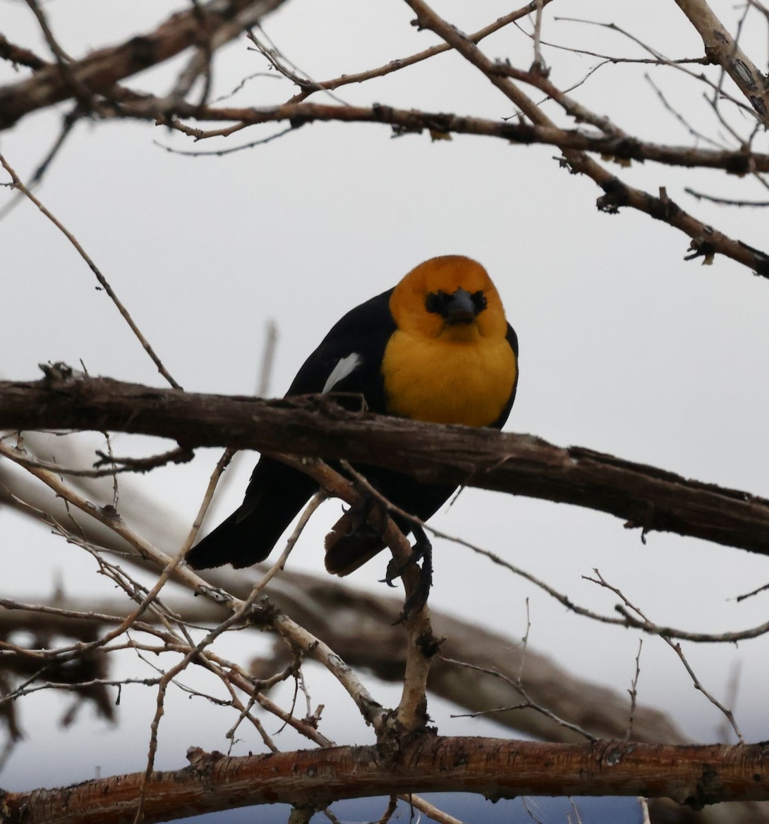 Yellow-headed Blackbird - ML619976816