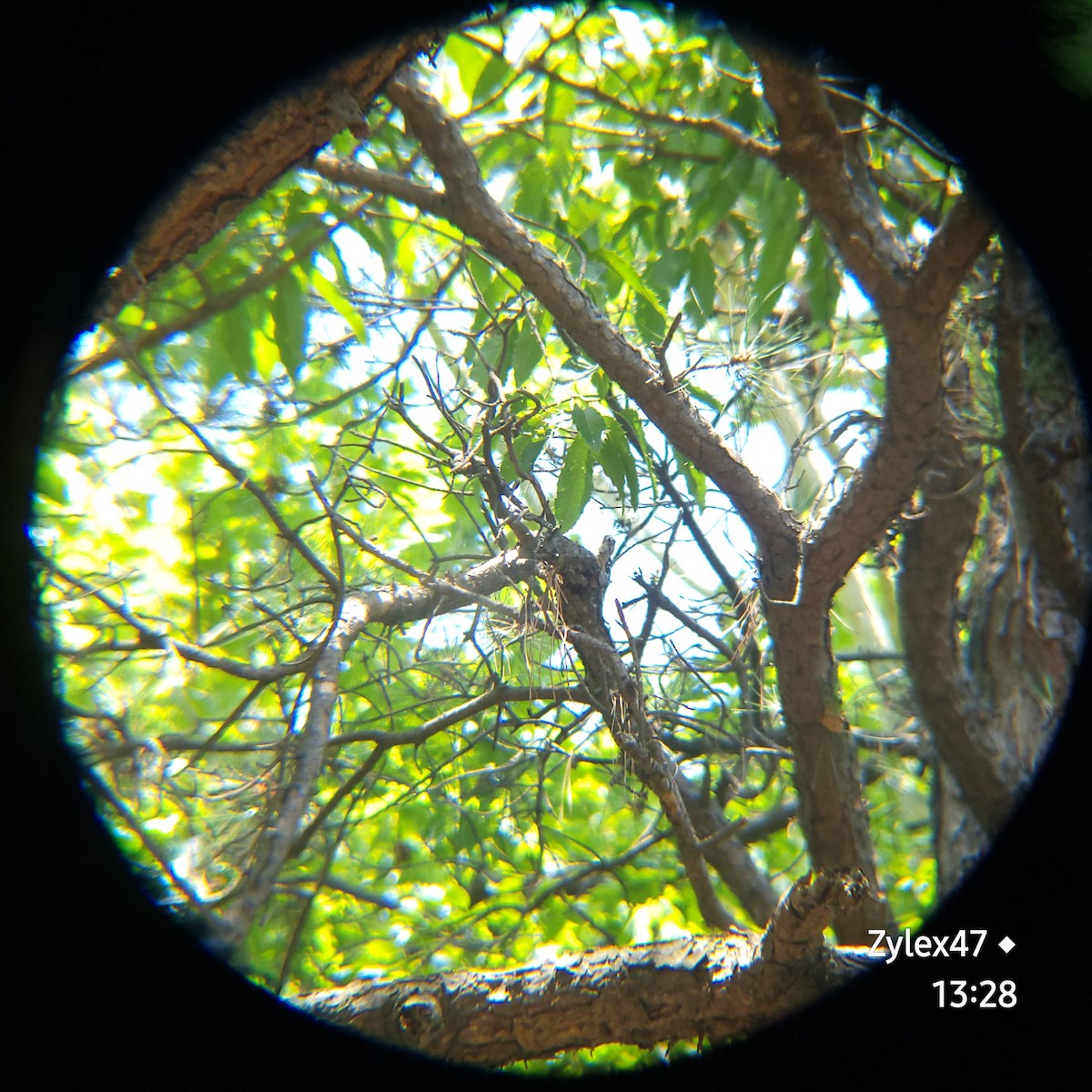 Japanese Pygmy Woodpecker - ML619976825