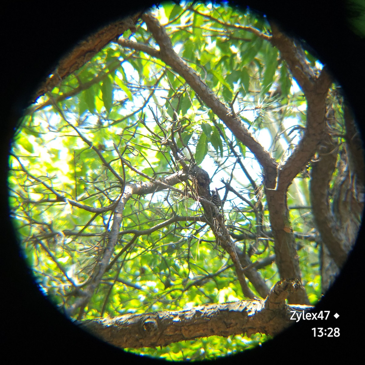 Japanese Pygmy Woodpecker - ML619976826