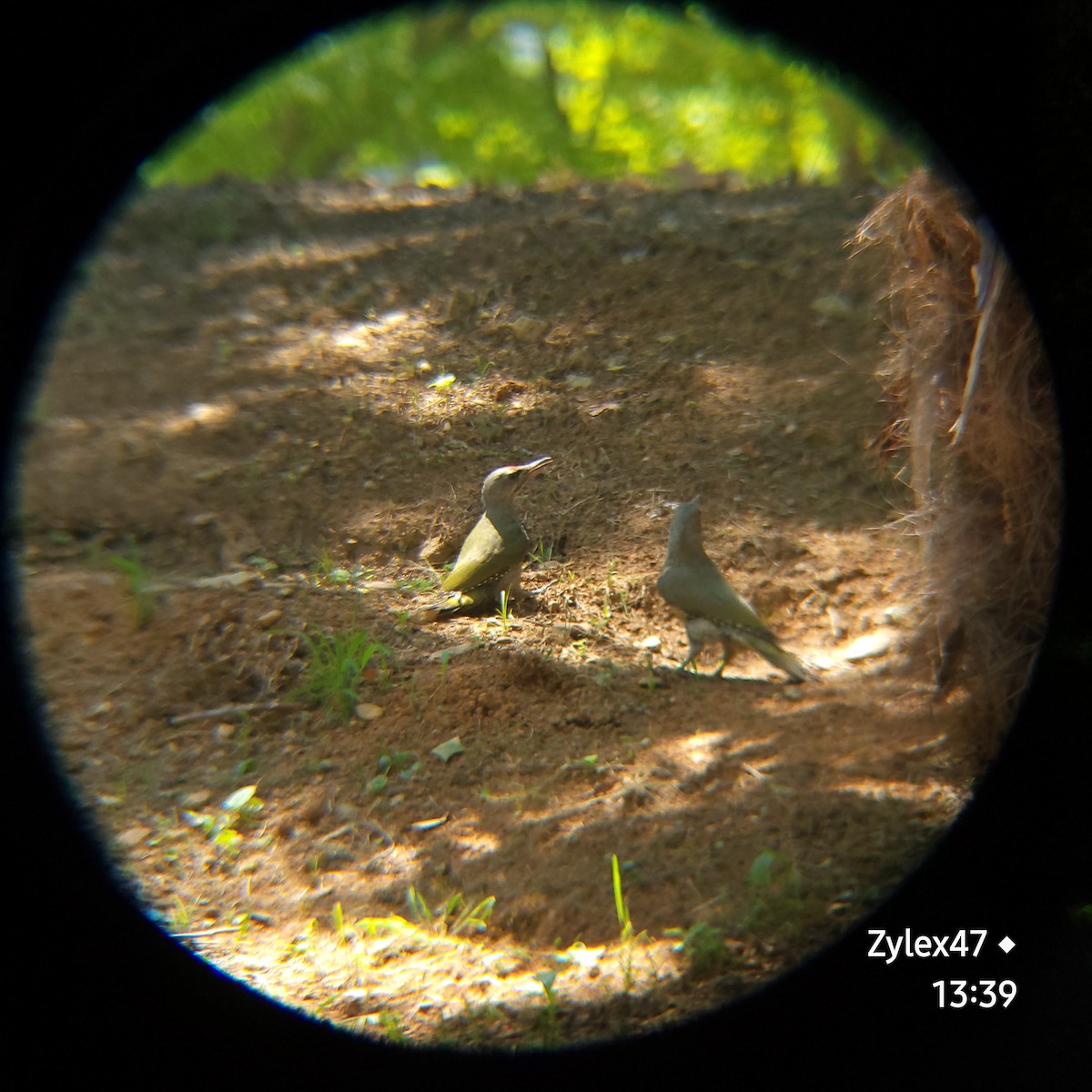 Gray-headed Woodpecker (Gray-headed) - ML619976835